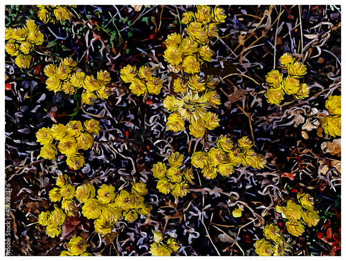 Yellow flower in the ground