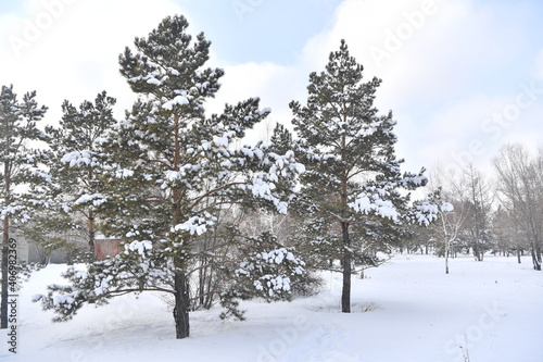 Wallpaper Mural snow, winter, tree, nature, cold, branch, frost, forest, ice, white, christmas, fir, pine, season, frozen, landscape, spruce, snowy, trees, branches, sky, green, wood, evergreen, needles Torontodigital.ca