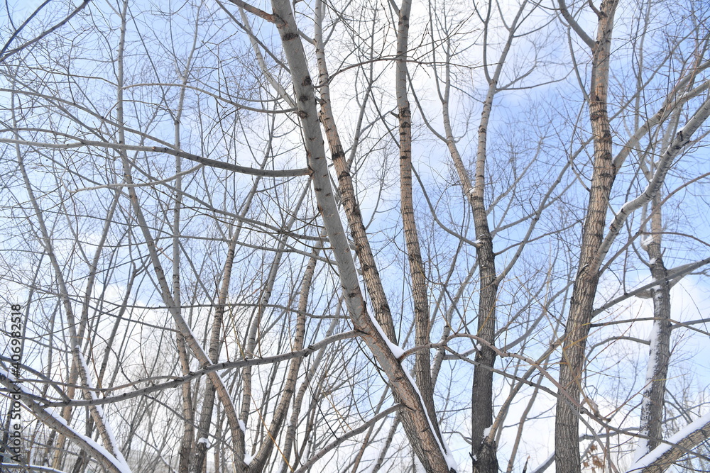 snow, winter, tree, nature, cold, branch, frost, forest, ice, white, christmas, fir, pine, season, frozen, landscape, spruce, snowy, trees, branches, sky, green, wood, evergreen, needles snow, winter, tree, nature, cold, branch, frost, forest, ice, white, christmas, fir, pine, season, frozen, landscape, spruce, snowy, trees, branches, sky, green, wood, evergreen, needles