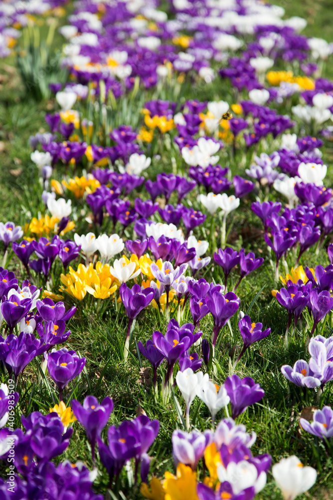Naklejka premium Krokusse 