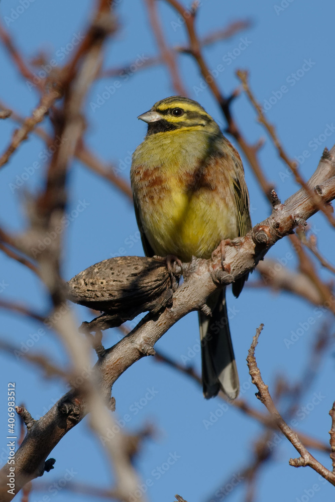 Fototapeta premium Cirl Bunting (Emberiza cirlus) perched on a branch