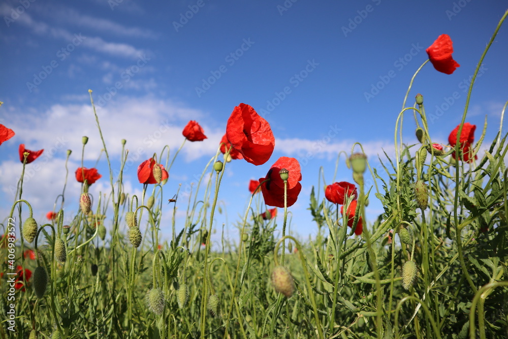 Obraz premium Mohnfeld
