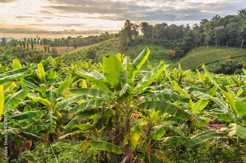 Banana tree and   beautiful mountain