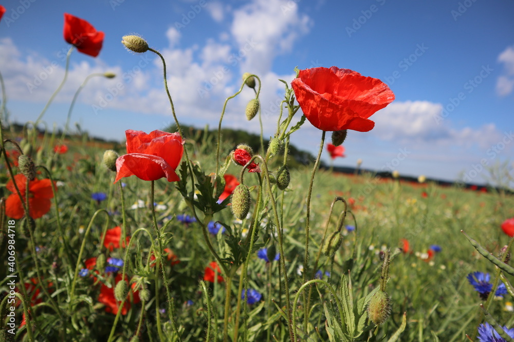 Naklejka premium Mohnfeld