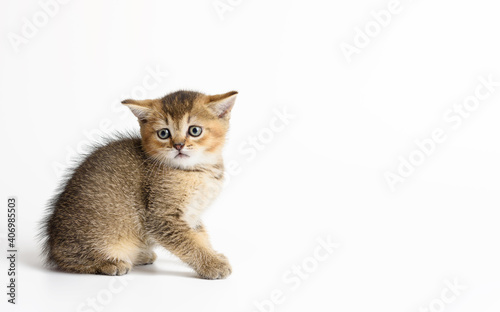 Fototapeta Naklejka Na Ścianę i Meble -  Kitten golden ticked british chinchilla straight sits on a white background