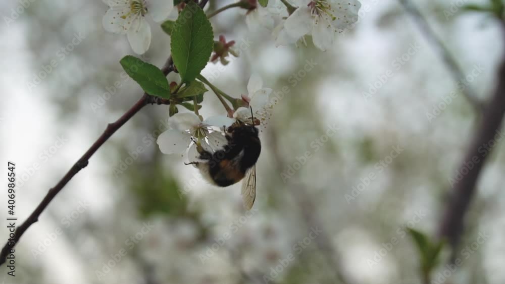 Bumblebee collecting the pollen on cherry tree blossom in spring Bumblebee collecting the pollen on cherry tree blossom in spring