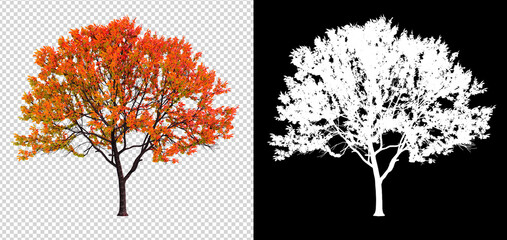 Autumn season tree on transparent background with clippings path