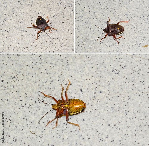 The forest bug or red-legged shieldbug (Pentatoma rufipes) on its back photo