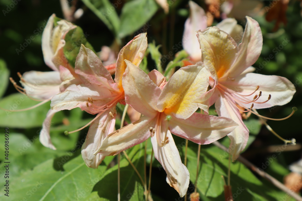 Obraz premium Lilien