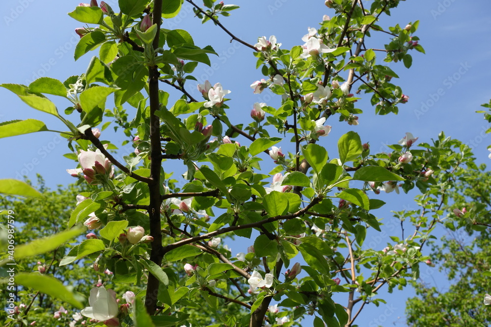 Thick branch of blossoming apple tree against blue sky in April