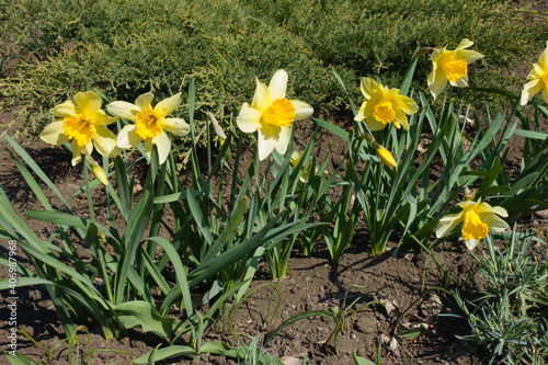 Narcissuses with bright yellow flowers in April