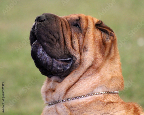 Canvastavla Shar Pei