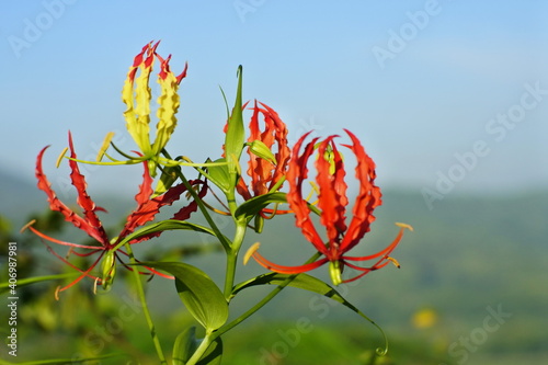 Flame lily flower blooming in nature with a blurred mountain landscape background