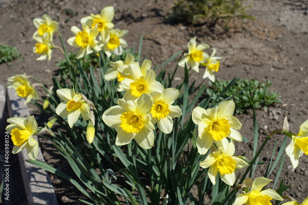 Noticeable yellow flowers of narcissuses in the garden in April Noticeable yellow flowers of narcissuses in the garden in April