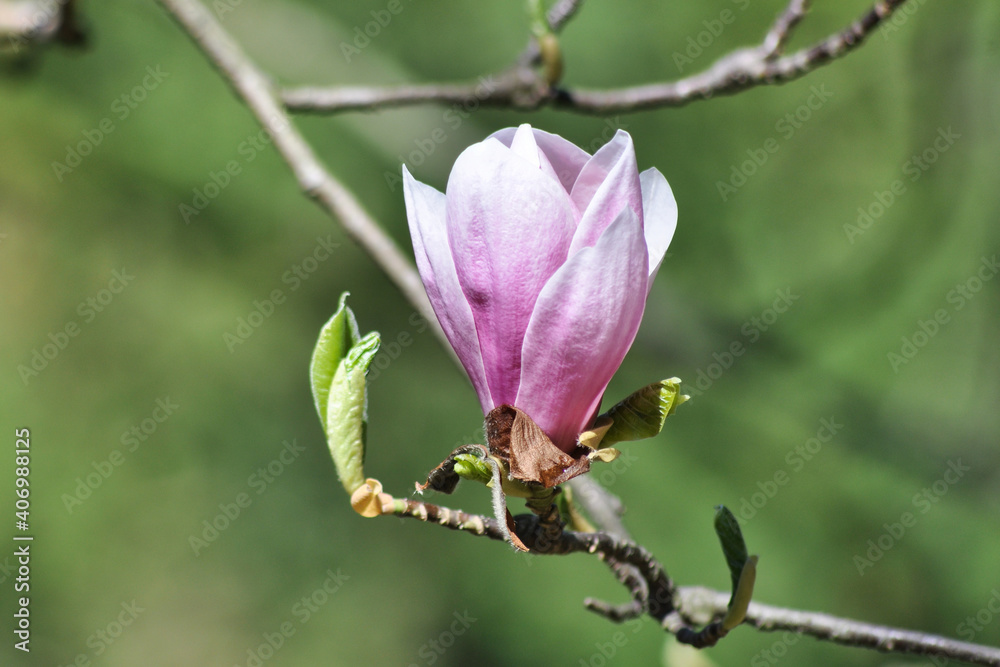 Fototapeta premium Magnolia flowers