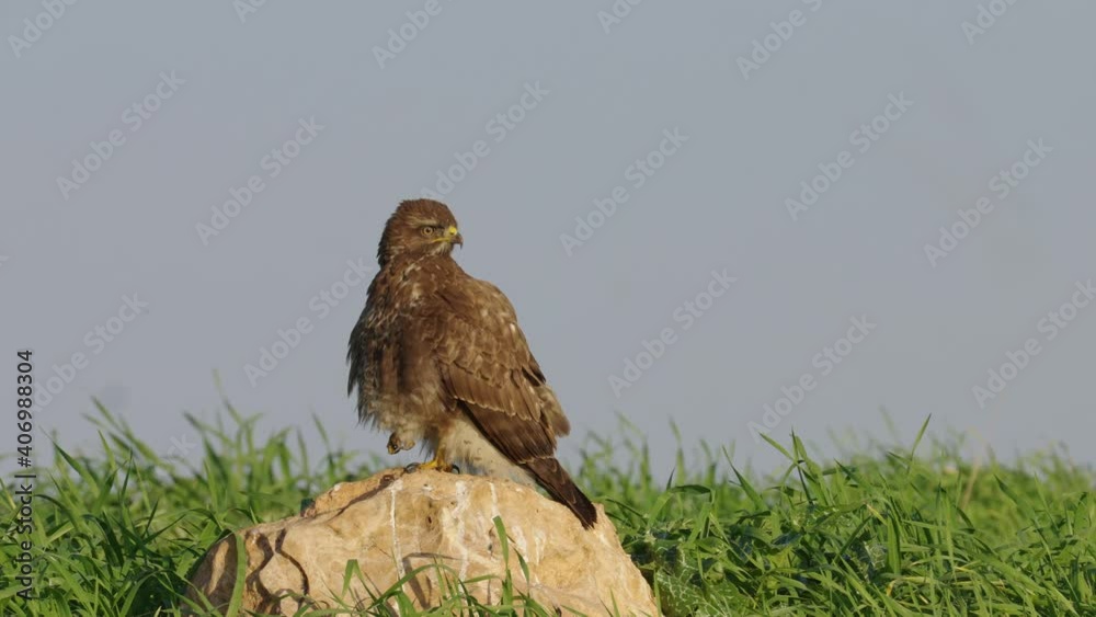 Common buzzard perched on Rock in the field during the acute period in Israel Common buzzard perched on Rock in the field during the acute period in Israel