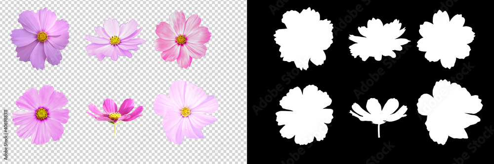 collection cosmos flower on transparent background