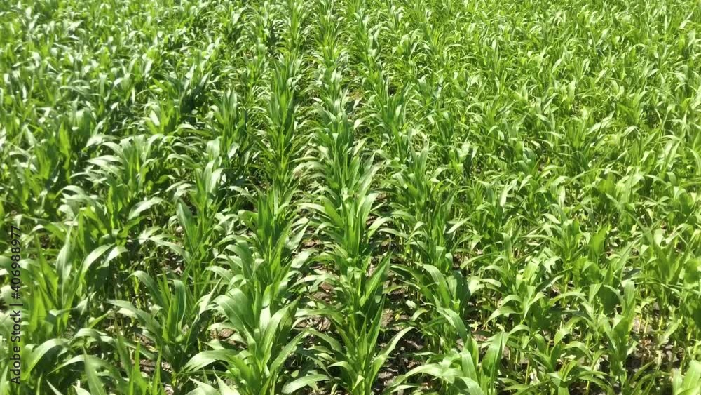 Aerial view of plantation green young corn field. Flying above Agricultural farm landscape footage. Aerial view of plantation green young corn field. Flying above Agricultural farm landscape footage.