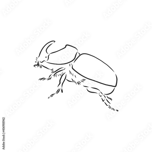 beetle rhinoceros drawing in style engraving sketch vector. rhino beetle vector sketch illustration