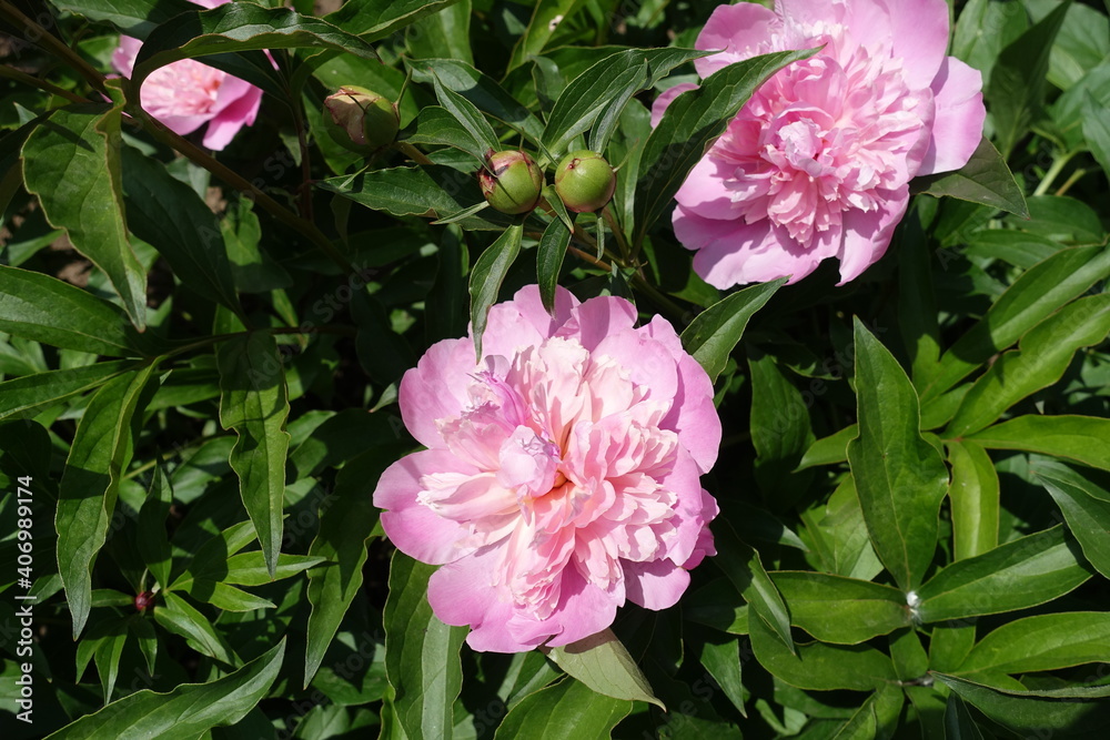 Large pink flowers of peony in mid May
