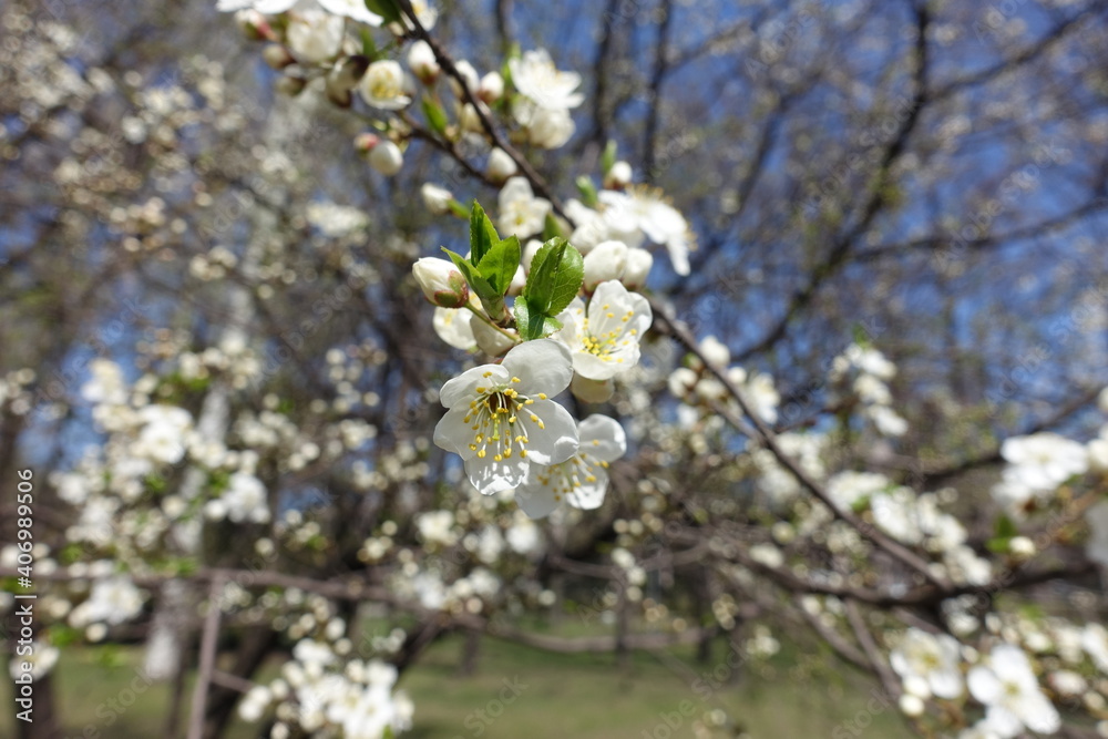 First flowers on branches of plum tree in April First flowers on branches of plum tree in April