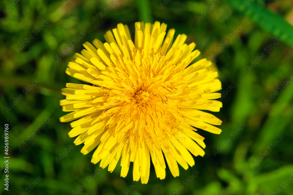 dandelion in the grass dandelion in the grass