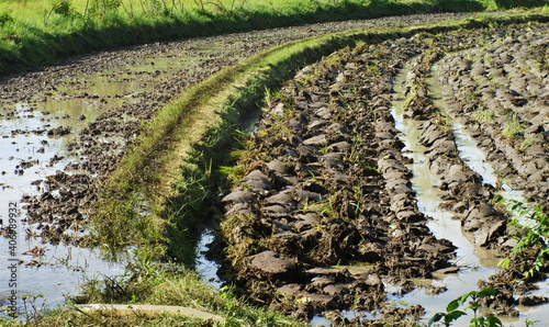 Agricultural landscape of muddy paddy field prepared for planting