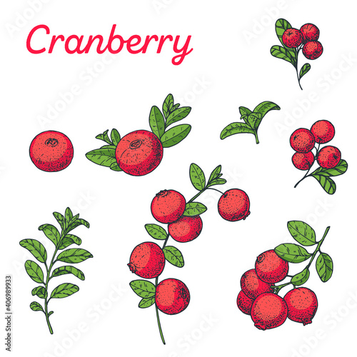 Cranberry hand drawn vector illustration. Colorful cranberries . Vector illustration.