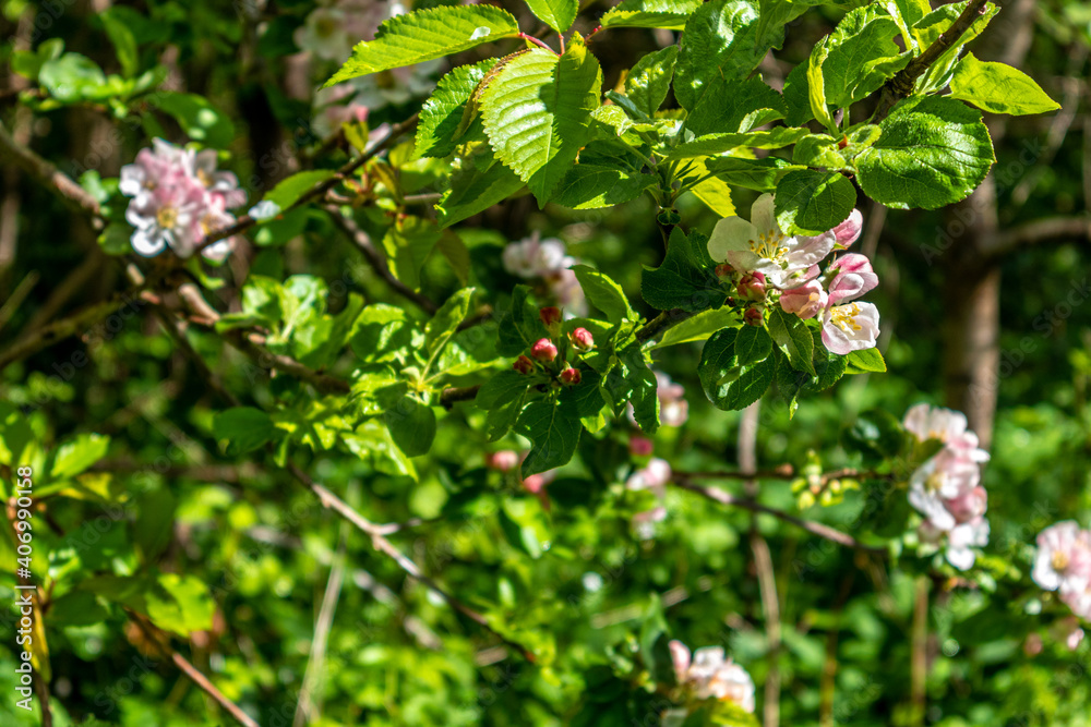 Obraz premium Apfelblüte