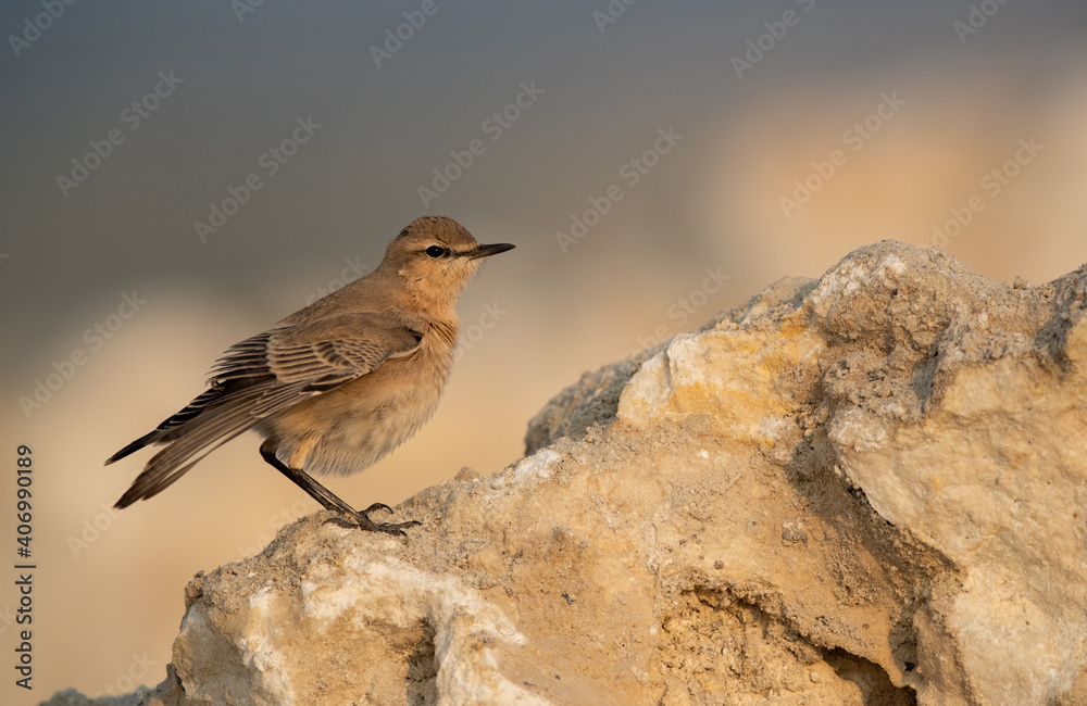 Fototapeta premium Isabelline Wheatear at Busaiteen coast of Bahrain