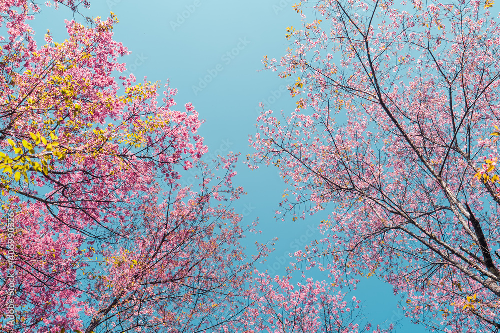 Cherry Blossoms, flowers of a cherry pink blossom tree Cherry Blossoms, flowers of a cherry pink blossom tree
