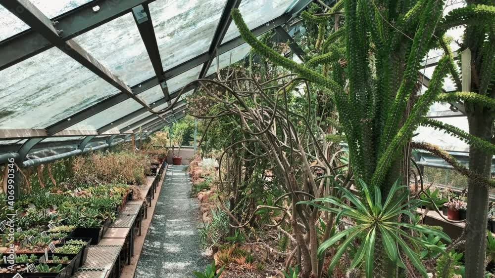 Succulent greenhouse, panning shot right to left Succulent greenhouse, panning shot right to left