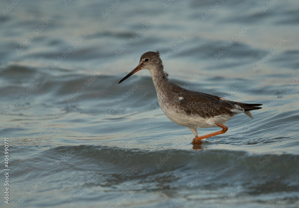 A portrait of a Redshank at Busiateen coast, Bahrain A portrait of a Redshank at Busiateen coast, Bahrain