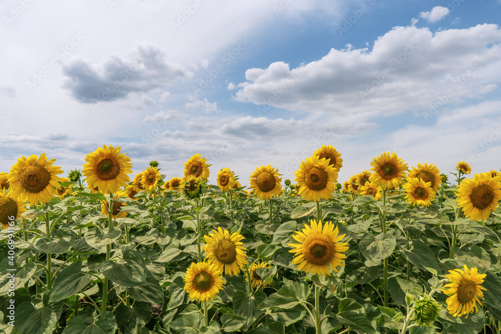 Bright yellow sunflowers against a blue sky with clouds. Field of sunflowers on a summer day