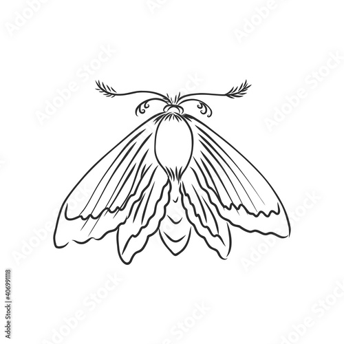hand drawn, sketch, cartoon illustration of moth. moth moth vector sketch illustration