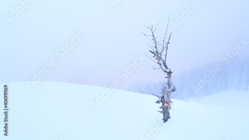 A dry larch plant alone in the snow
