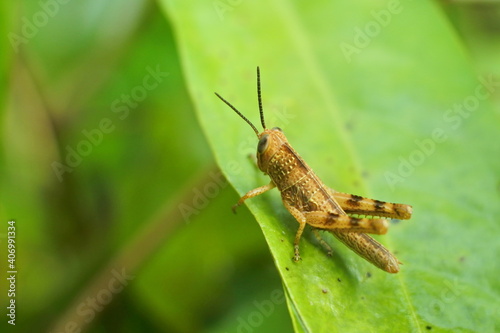 brown grasshopper perched on the green leaves © yasidakbar