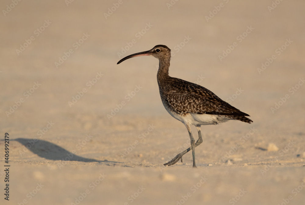 A portrait of a Bar-tailed Godwit at Busiateen coast of Bahrain