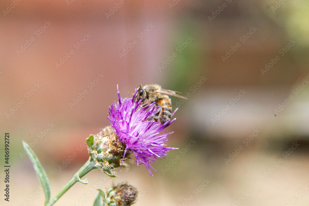 Insecte Insecte