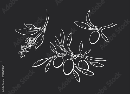 Olive contour set of branch, fruit. Vector sketch