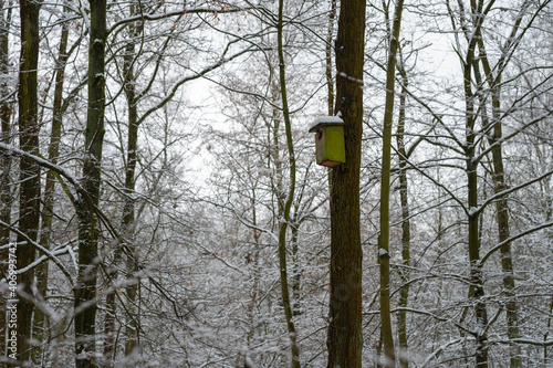 bird feeder in winter forest