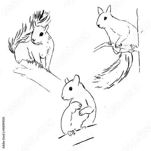 Squirrel ink illustrations. Wildlife animals sketchs set. Nature drawings vector drawings group. Forest animal artwork collection. Isolated elements on a white background. 