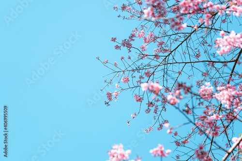 Cherry Blossoms, flowers of a cherry pink blossom tree