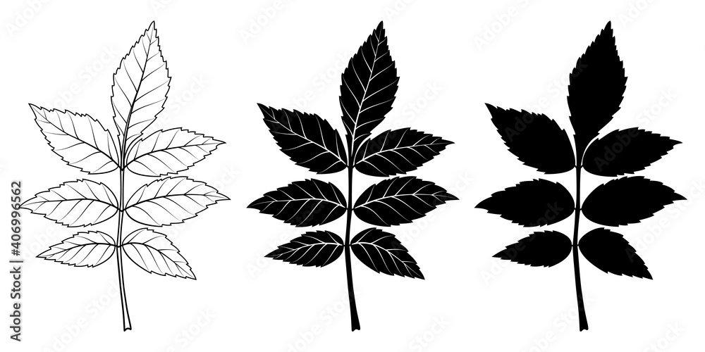 Ash tree leaf. Vector illustration. Outline, silhouette, line art drawing