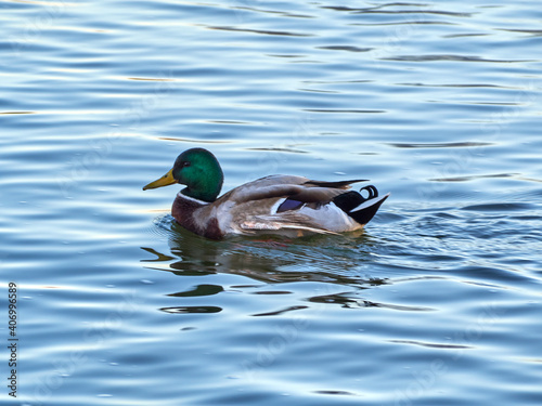 The Mallard Anas platyrhynchos is a species of anseriform bird from the Anatidae family. Duck swimming in river. © IGIA TEAM