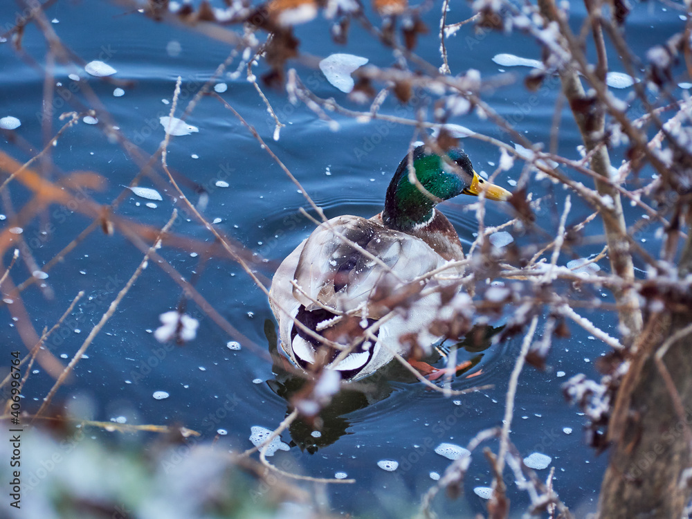 The Mallard Anas platyrhynchos is a species of anseriform bird from the Anatidae family. Duck swimming in winter