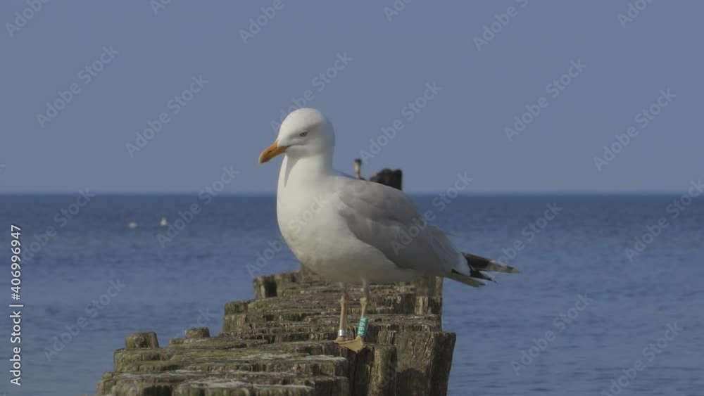 Seevögel-Möwe auf den Buhnen an der Ostsee Seevögel-Möwe auf den Buhnen an der Ostsee
