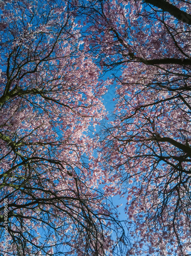 Red Plum or Prunus pisardi in bloom viewed from below and blue sky background in spring