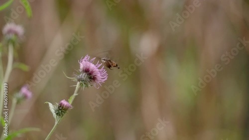 A close-up shot of a burnt-spot hummingbird hawkmoth drinking from a purple dandelion and then flying away in Japan photo