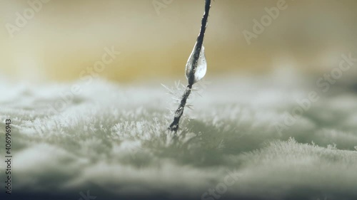 Growing snow ice crystals from oversaturated water vapor on dry ice base photo